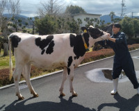 牛　太田