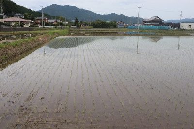 nijinokirameki