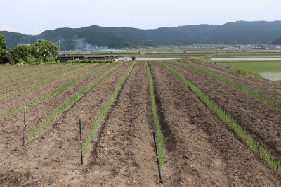 shironegi
