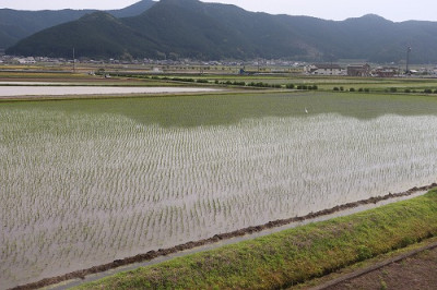 koshihikari