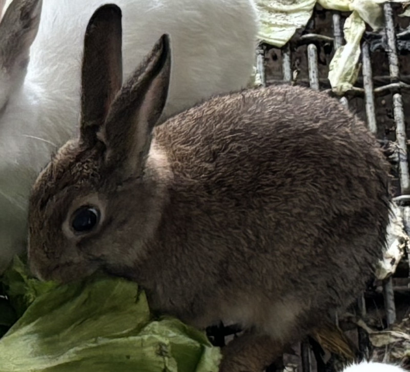 ジェリー