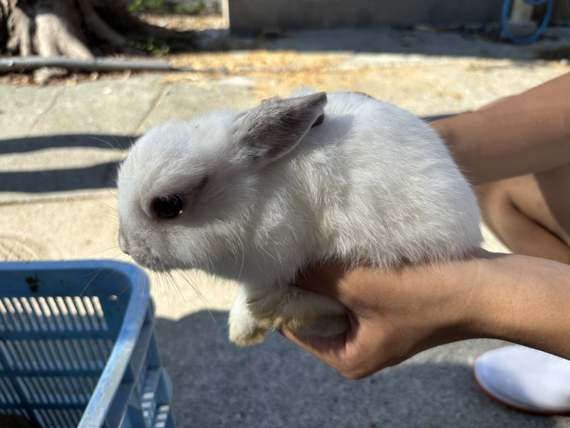 シナモン
